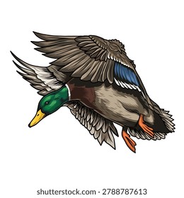 Flying mallard duck vector illustration isolated on white background