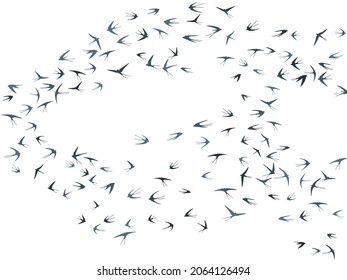 Flying martlet birds silhouettes vector illustration. Nomadic martlets swarm isolated on white. Free flying swallows line art. Realistic birds in sky graphic design. Wildlife concept.
