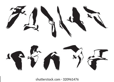 Flying Masked Lapwing Silhouettes Set