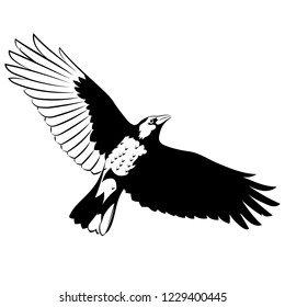 Flying Mighty Black Raven, crow, raven in flight, isolated on white, vector illustration