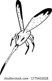 un mosquito volador con una nariz delgada grande