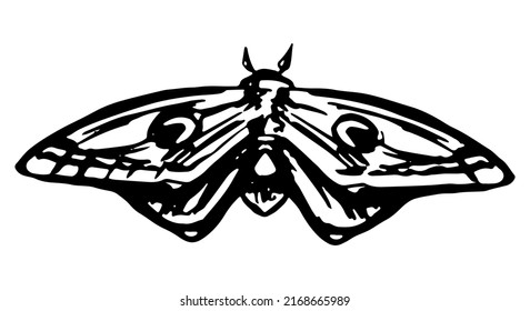 Flying moth, insect animal sketch. Hand drawn vector illustration. Retro engraving style clipart isolated on white background.