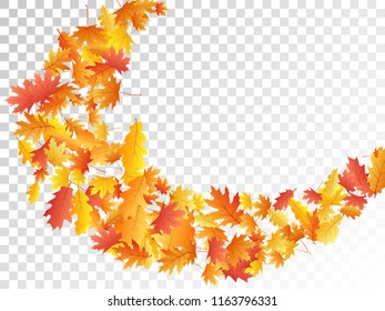 Flying oak and maple leaf background seasonal vector illustration. Autumn leaves falling graphic design. Fall season specific vector background. Oak and maple tree dry autumn foliage.