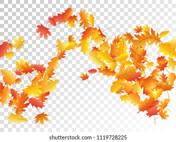 Flying oak and maple leaf simple background seasonal vector illustration. Autumn leaves falling graphic design. Fall season specific vector background. Oak and maple tree dry autumn foliage.