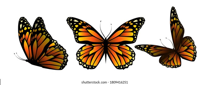 Flying orange butterflies. Vector illustration