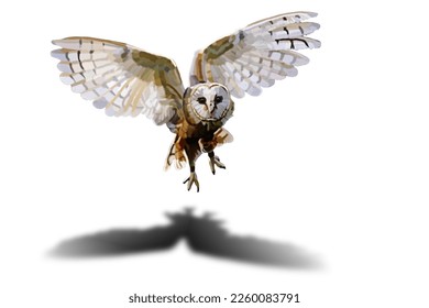 Flying owl on white background. Vector illustration. 