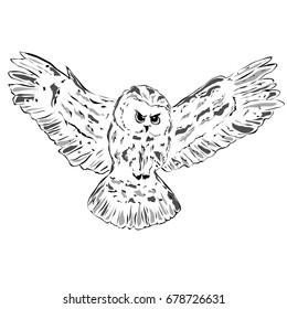 Flying owl. Sketch vector illustration