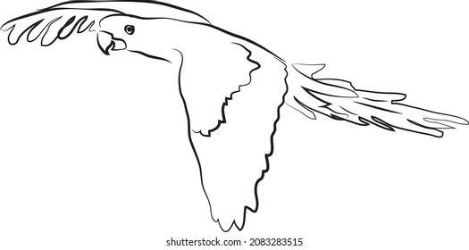 flying parrot line hand drawing
