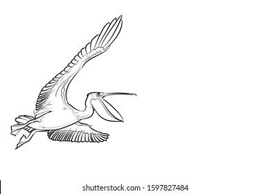 Flying Pelican With Open Beak. Line Drawing. Vector Illustration.