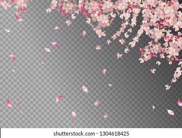 Flying petals on transparent background. Flowers and petals in the wind. Vector spring background with plum or cherry blossom. Hanging flowers