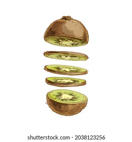 Flying pieces of fresh kiwi. Vector vintage hatching color illustration. Isolated on white background. Hand drawn design