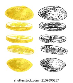Flying pieces of fresh lemon. Vector vintage hatching color and monochrome illustration. Isolated on white background. Hand drawn design