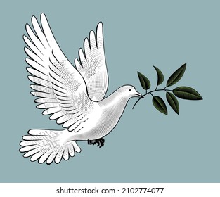 A flying pigeon with a branch of green laurel in its beak. A symbol of peace. A beautiful white pigeon.Vintage engraving stylized drawing. Vector illustration