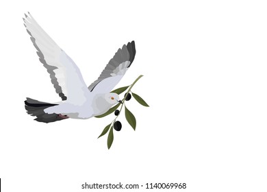 Flying pigeon. Dove. Vector image. Olive branch. White background.