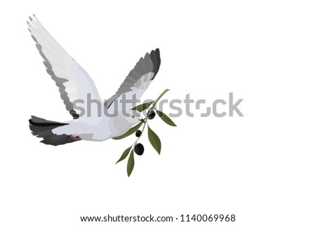 Flying pigeon. Dove. Vector image. Olive branch. White background.