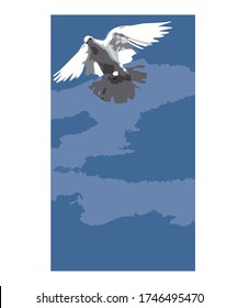flying pigeon in the sky