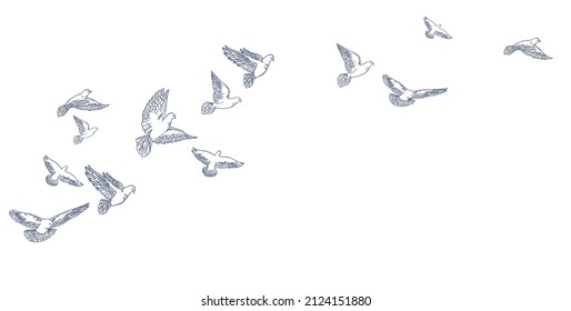 Flying pigeons, hand drawn, line art Vector clipart