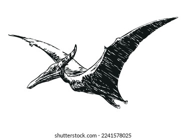 flying Pterodactylus dinosaur - black and white vector illustration, isolated on a white background