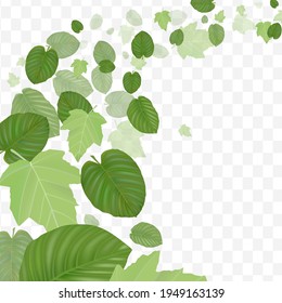 Flying realistic green leaves on transparent background.Vector illustration.