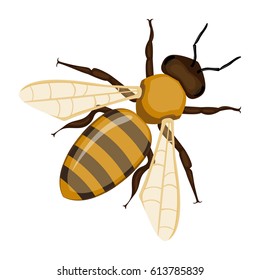 Flying realistic honey bee close-up isolated on white background. Striped cartoon apis or queen honeybee. Vector illustration of insect with wings