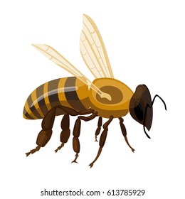 Flying realistic honey bee close-up isolated on white background. Striped cartoon apis or queen honeybee. Vector illustration of insect with wings