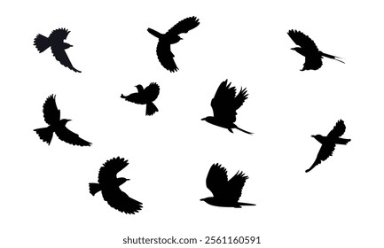 Flying Roller Bird Silhouette Design  And Vector Illustration. 