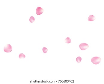 Flying Rose Petals Confetti. Vector Realistic Blossom Illustration. Love, Wedding, Valentine Decoration, Japanese Sakura Ornament. Falling Down Rose Petals Confetti, Magic Showering Floral Background.