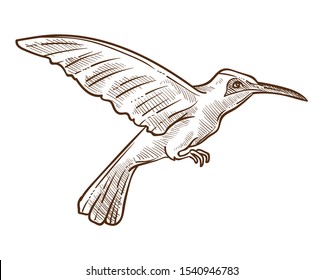 Flying rufous hummingbird or colibri isolated sketch vector. Exotic bird pencil drawing, wild animal with wings and feathers, South American fauna. Hand drawn tropical species, wildlife and zoo