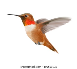 Flying Rufous Hummingbird - Selasphorus rufus.   
Hand drawn vector illustration of a hovering male Rufous hummingbird with iridescent orange-red throat patch on transparent background.
