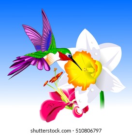 Flying Rufous Hummingbird - Selasphorus rufus. Vector and illustration