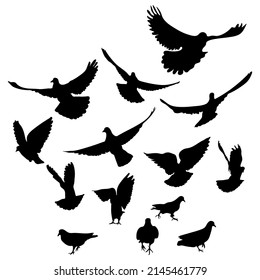 Flying and running birds pigeons, silhouette. Vector illustration