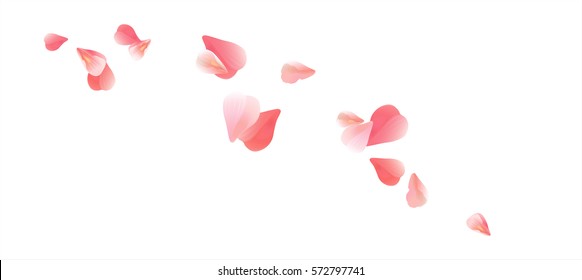 Flying sakura petals isolated on white background. Roses flowers Petals. Vector