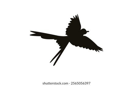 Flying Scissor Tailed Flycatcher  Bird Silhouette Design  And Vector Illustration. 