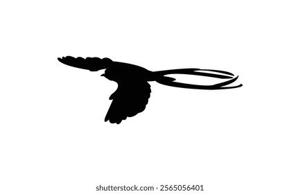 Flying Scissor Tailed Flycatcher  Bird Silhouette Design  And Vector Illustration. 