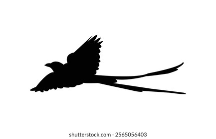 Flying Scissor Tailed Flycatcher  Bird Silhouette Design  And Vector Illustration. 