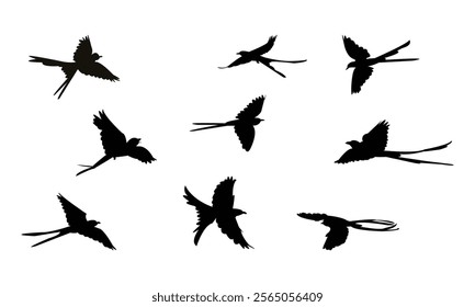 Flying Scissor Tailed Flycatcher  Bird Silhouette Design  And Vector Illustration. 