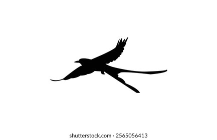 Flying Scissor Tailed Flycatcher  Bird Silhouette Design  And Vector Illustration. 