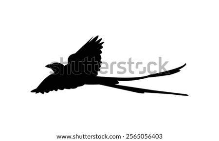 Flying Scissor Tailed Flycatcher  Bird Silhouette Design  And Vector Illustration. 