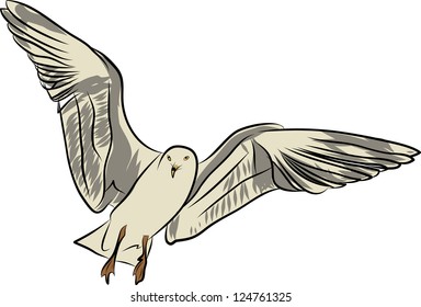 flying seagull