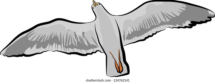 flying seagull