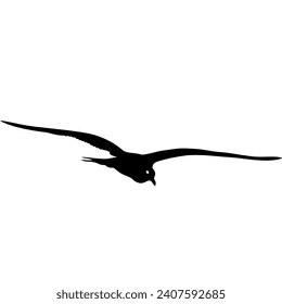 flying seagull in black, flying bird