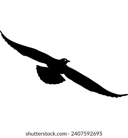 flying seagull in black, flying bird