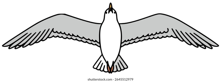 flying seagull bottom view bird animal flat color vector illustration template design