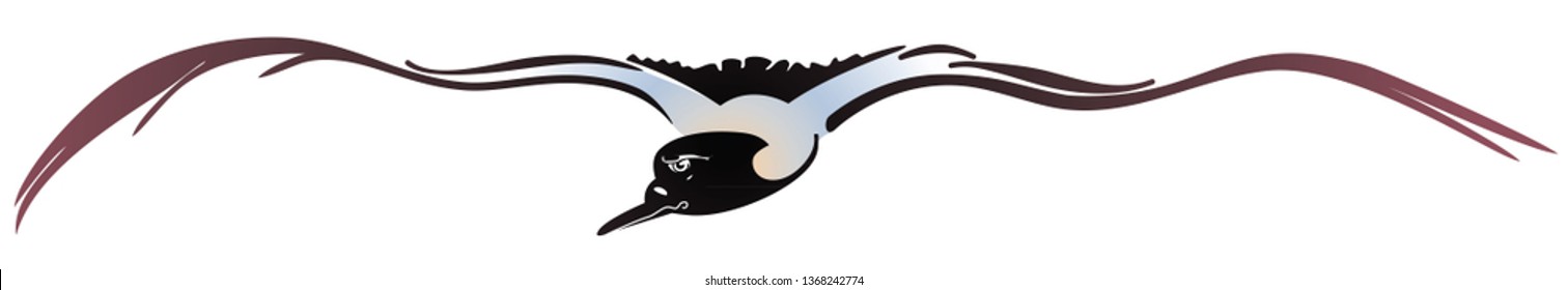 flying seagull in front