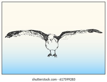 Flying seagull front view. Black and white dashed style sketch, line art, drawing with pen and ink. Western classical trend of book illustration and comic art.