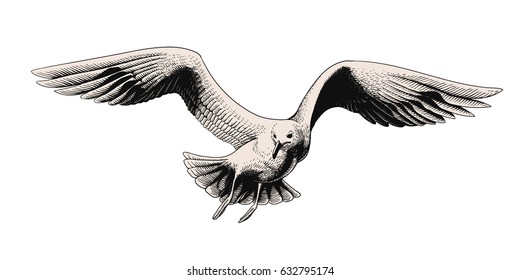 Flying seagull. Vector engraving illustration.