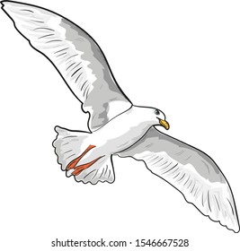 Flying Seagull Widespread Wings Over White Stock Vector (Royalty Free ...