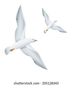 Flying seagulls birds. Eps10 vector illustration. Isolated on white background