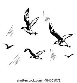 flying seagulls, hand drawn, vector illustration