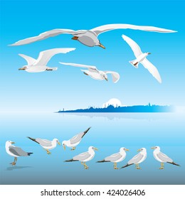 Flying seagulls on Istanbul